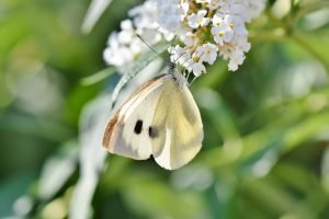 Horoskop Woche 37