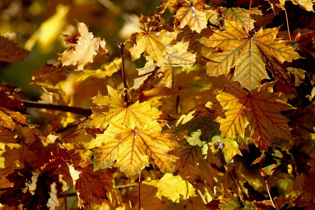 Wochenhoroskop (29. Oktober bis 4. November)