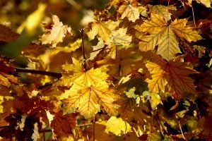 Wochenhoroskop (29. Oktober bis 4. November)