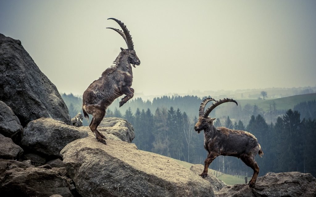 Jahreshoroskop Steinbock 2019