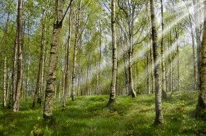 Keltisches Horoskop Birke
