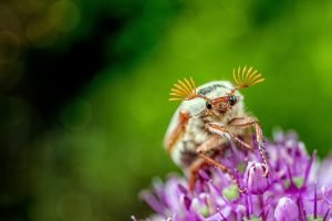 Wochenhoroskop (29. April bis 5. Mai)