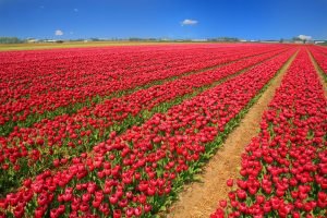 Wochenhoroskop (8. bis 14. April)