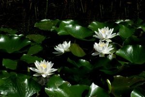 Wochenhoroskop (19. bis 25. August)