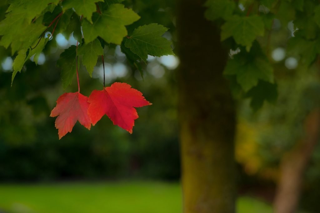 Wochenhoroskop (9. bis 15. September)