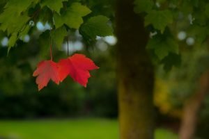 Wochenhoroskop (9. bis 15. September)
