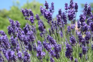 Wochenhoroskop (15. bis 21. Juni 2020)