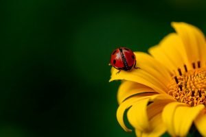 Wochenhoroskop (6. bis 12. Juli)