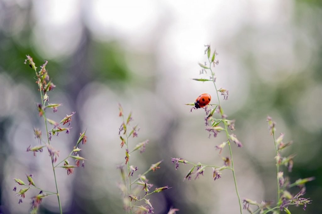 Wochenhoroskop (17. bis 23. August)