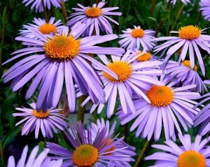 Wochenhoroskop (7. bis 13. September)