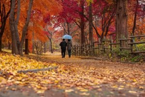 Chinesisches Horoskop für November